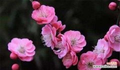 探寻梅花的不同颜色与寓意 梅花的多彩世界