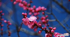 从梅花看人——以花为鉴 梅花之蕴