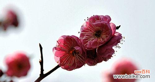 从梅花看人——以花为鉴 梅花之蕴