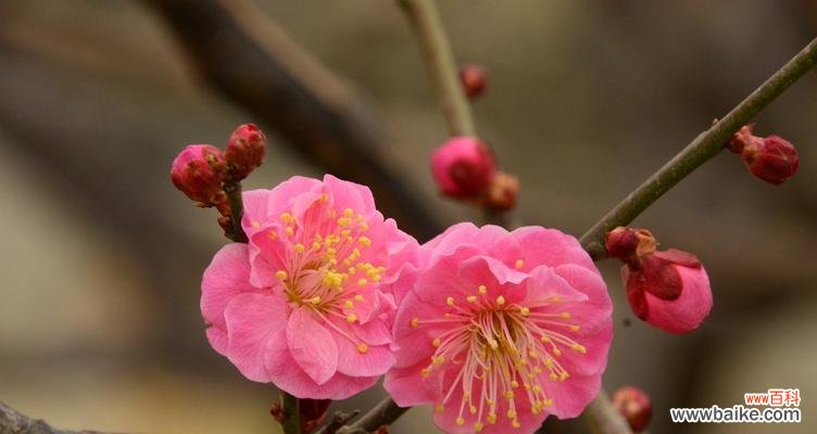 从梅花看人——以花为鉴 梅花之蕴