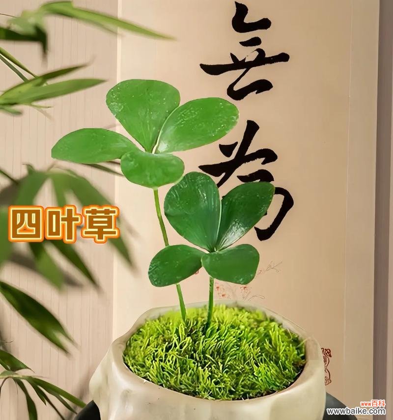 四叶草带来幸运与祝福 四叶草的寓意与象征意义