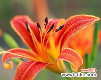 探寻忘忧草花语的深层意义 忘忧草的花语与作用