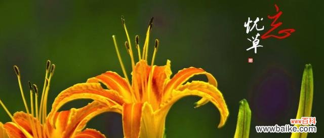 探寻忘忧草花语的深层意义 忘忧草的花语与作用