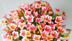 初恋的滋味如同盛开的花朵 初恋之花——追忆那段纯纯的爱情