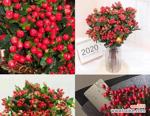 红豆的美丽与坚韧 红豆爱情的寓意与象征意义