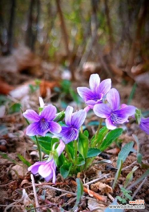 探寻紫花地丁的神秘魅力及象征意义 紫花地丁的花语与寓意