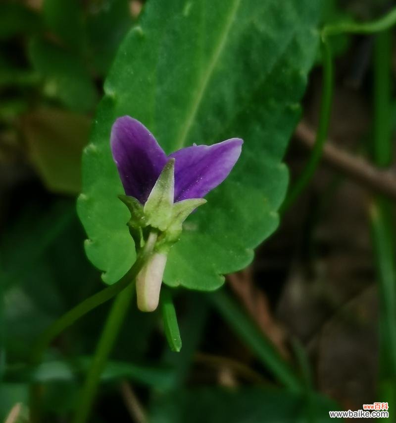 探寻紫花地丁的神秘魅力及象征意义 紫花地丁的花语与寓意