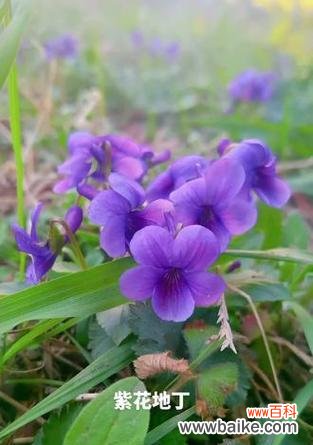 探寻紫花地丁的神秘魅力及象征意义 紫花地丁的花语与寓意