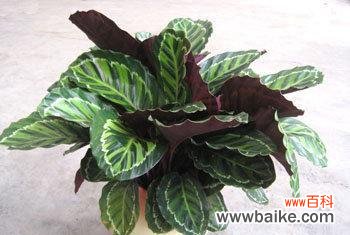 孔雀竹芋花语的意义与传承 孔雀竹芋之美——探寻其神秘花语