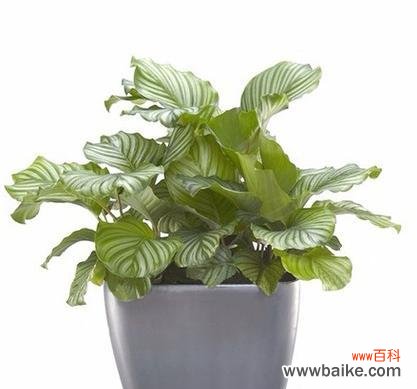 孔雀竹芋花语的意义与传承 孔雀竹芋之美——探寻其神秘花语