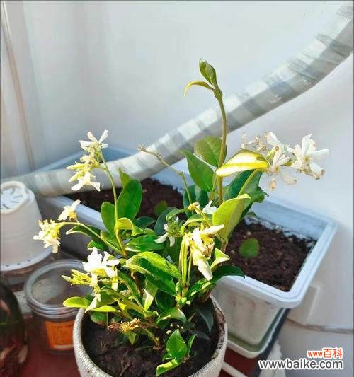 孔雀竹芋花语的意义与传承 孔雀竹芋之美——探寻其神秘花语