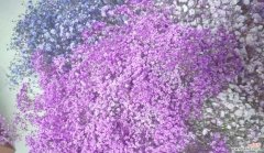 以满天星为主题的花卉盛宴 满天星的象征意义与美丽故事