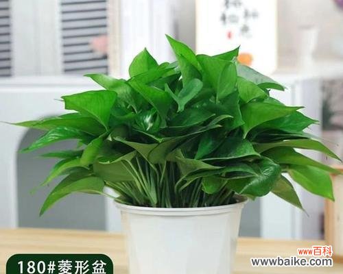 探究绿萝之花语以及喻意的起源和象征 绿萝花语与喻意的由来