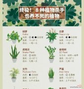 探究绿萝之花语以及喻意的起源和象征 绿萝花语与喻意的由来