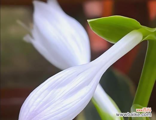 用花语讲述坚定的力量 坚韧不拔的花语——以玫瑰为例