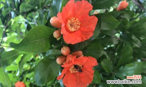 探索石榴花的文化象征和深远寓意 石榴花语与寓意