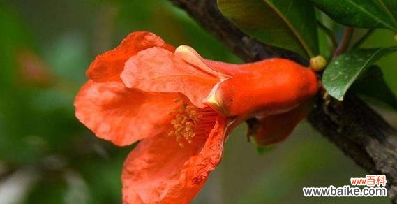 探索石榴花的文化象征和深远寓意 石榴花语与寓意