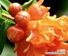 探索石榴花的文化象征和深远寓意 石榴花语与寓意