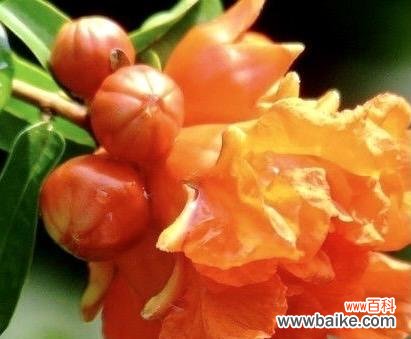 探索石榴花的文化象征和深远寓意 石榴花语与寓意