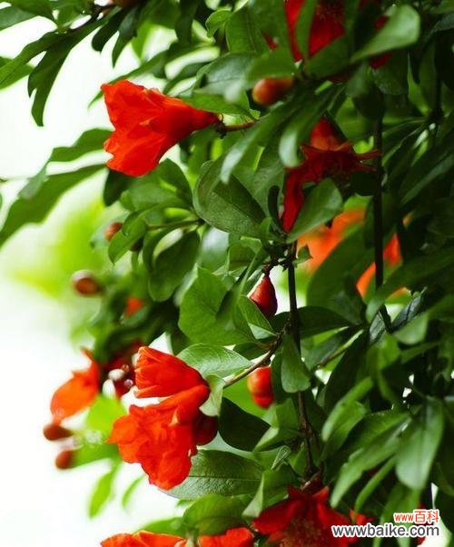 揭示石榴花的花语及象征意义 石榴花花语与寓意