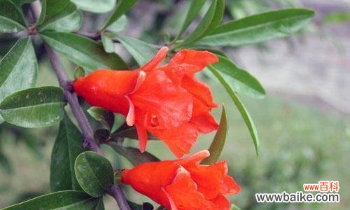 揭秘石榴花的丰富寓意与深刻花语 石榴花的花语与寓意
