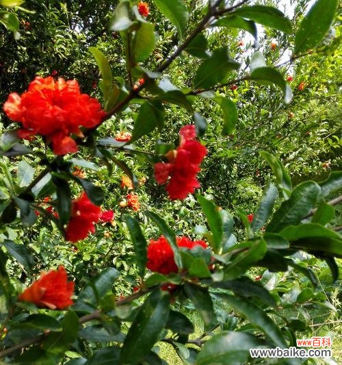 解读石榴花的象征意义 石榴花的美丽与寓意