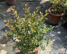 解读石榴花的象征意义 石榴花的美丽与寓意