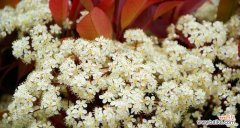 解读石楠花的花语 石楠花