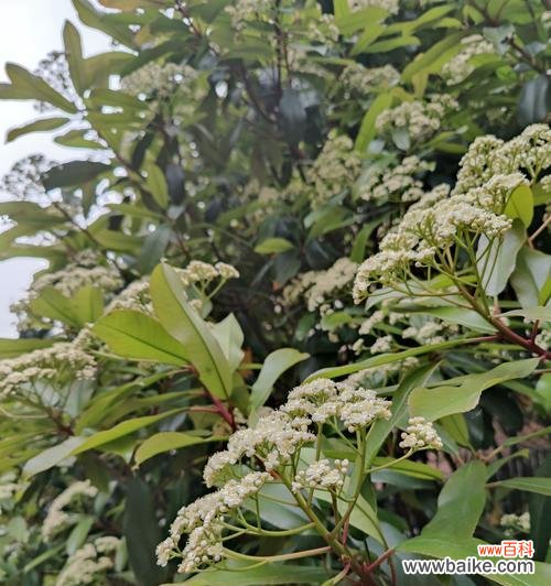 解读石楠花的花语 石楠花