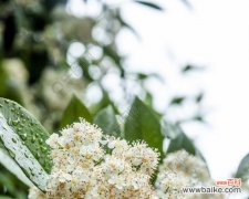 探寻石楠花背后的美丽寓意 石楠花的花语及象征意义