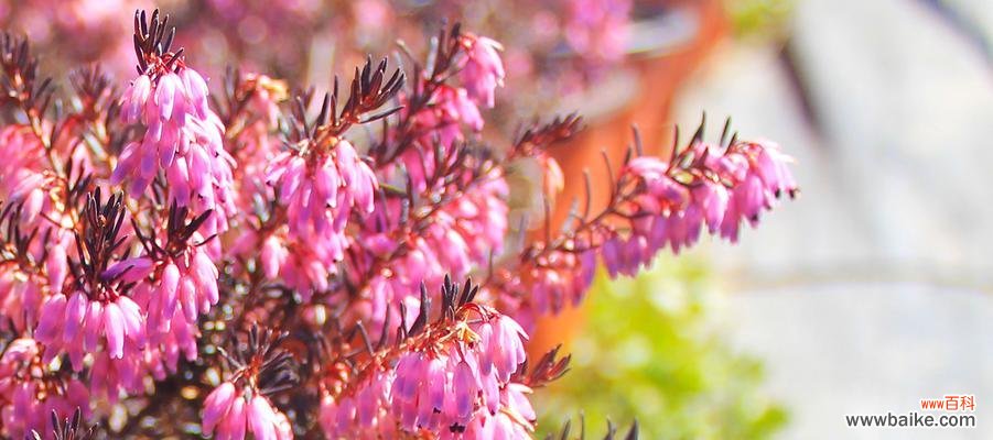 探寻石楠花的花语 石楠花的花语