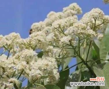 探寻石楠花的花语 石楠花的花语