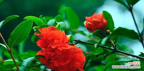 探寻石榴花的象征意义和美丽寓言 石榴花