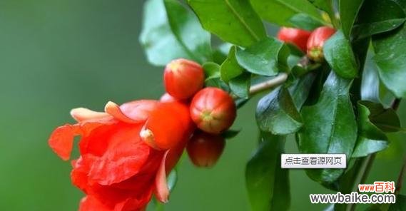 探寻石榴花的象征意义和美丽寓言 石榴花