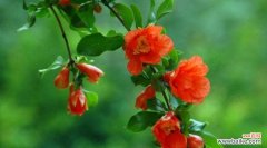 探寻石榴花的象征意义和美丽寓言 石榴花