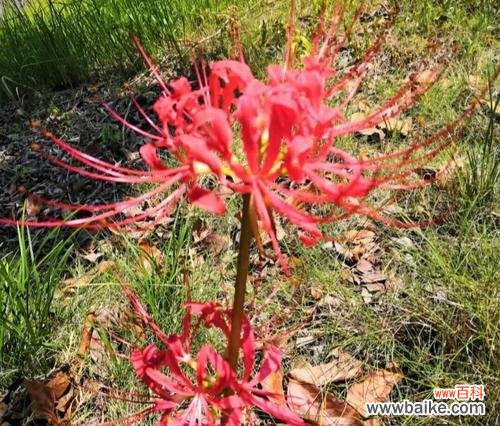 探索石蒜花寓意的深刻内涵 石蒜花的寓意——坚韧不拔的力量