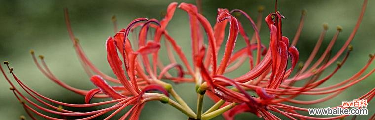 探索石蒜花寓意的深刻内涵 石蒜花的寓意——坚韧不拔的力量