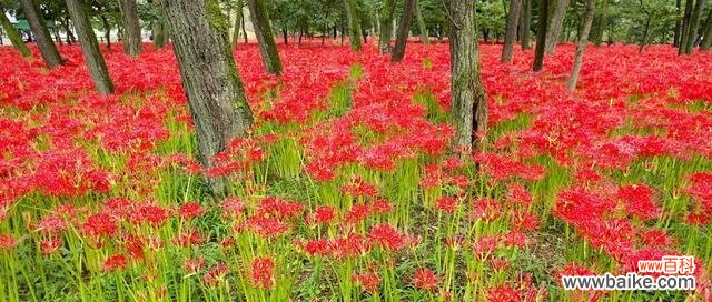 探索石蒜花寓意的深刻内涵 石蒜花的寓意——坚韧不拔的力量