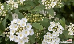 探寻石楠花背后的花语之谜 石楠花的花语与美丽意象