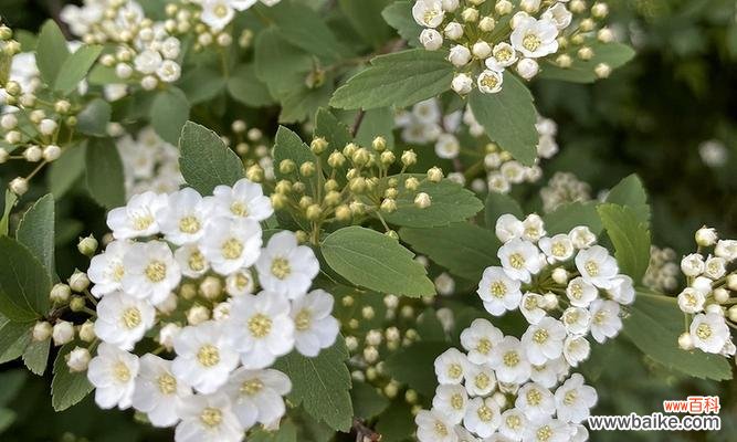 探寻石楠花背后的花语之谜 石楠花的花语与美丽意象