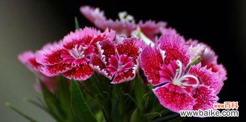 石竹花——纯洁 石竹花的寓意与象征