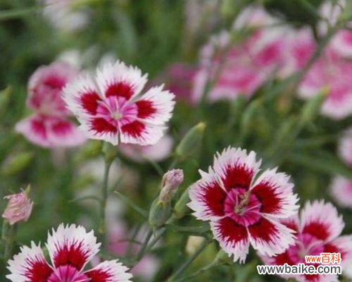 石竹花——纯洁 石竹花的寓意与象征