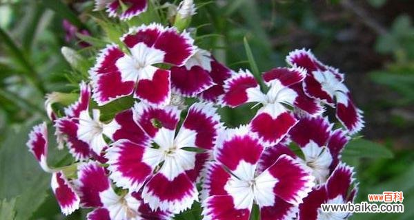 石竹花——纯洁 石竹花的寓意与象征