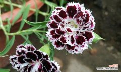 揭示石竹花所传达的15种花语 石竹花的花语探秘