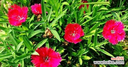 揭示石竹花所传达的15种花语 石竹花的花语探秘