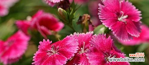 揭示石竹花所传达的15种花语 石竹花的花语探秘