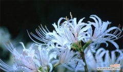 探索石蒜花花语的含义 石蒜花花语
