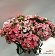 用花语翻译春天的心愿 石竹梅花语