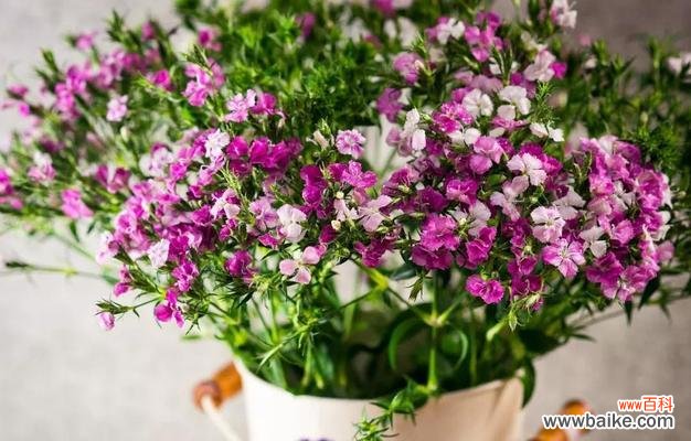 用花语翻译春天的心愿 石竹梅花语