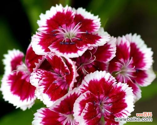 探索石竹花所代表的纯洁与坚韧 石竹花的寓意与象征意义